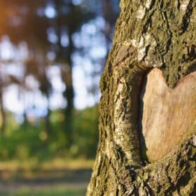 Baum mit Herz